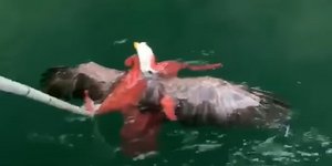 Χταπόδι έπιασε αετό στα πλοκάμια του