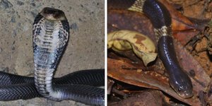 Κινεζική κόμπρα και  κινεζικό krait 