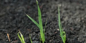 Μετά τις καταστροφικές πυρκαγιές στην Αυστραλία άρχισαν να φυτρώνουν και πάλι φυτά