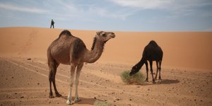 Καμήλες στην έρημο