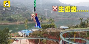 Γουρούνι κάνει bungee jumping
