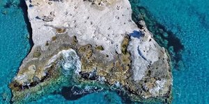 Φοινικόδασος
