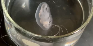 Η πρώτη... βιονική μέδουσα