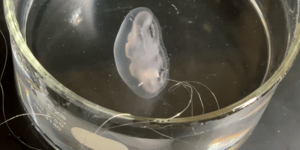 Η πρώτη... βιονική μέδουσα