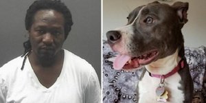 Σκύλος και άνδρας που καταδικάστηκε για κακοποίησή του