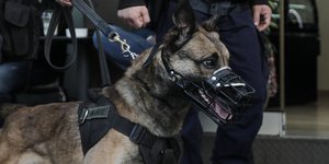 Αστυνομικός σκύλος