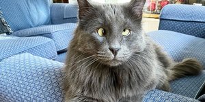 Γάτα σε θαλασσί καναπέ