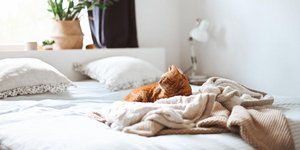 Μια γάτα είναι ξαπλωμένη σε ένα λευκό κρεβάτι