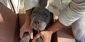 Ο σκύλος που άφησε 12χρονος από την Πολιτεία του Μεξικό σε χαρτόκουτα έξω από καταφύγιο