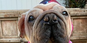 Σκύλος με ροζ φορμάκι