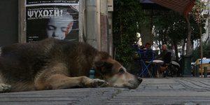 σκυλος