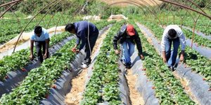 Αλλοδαποί αγρεργάτες