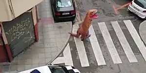 Κορωνοϊός - Ισπανία: Βγήκε ντυμένος με στολή δεινόσαυρου