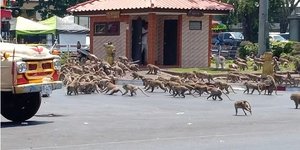 Μάχη πιθήκων για μία μπανάνα στην Ταϊλάνδη, λόγω κορωνοϊού