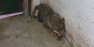 Η λύκαινα «Ελισάβετ» που διέσωσε ο Αρκτούρος