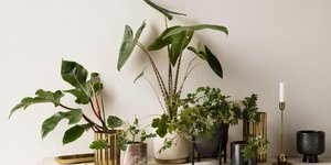 Φυτά εσωτερικού χώρου σε διακοσμητικά κασπώ 