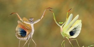 Αλογάκια της Παναγίας φωτογραφία