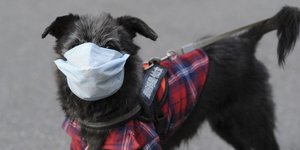 Σκύλος με μάσκα για τον κορωνοϊό