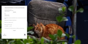 Βεβαίωση για το τάισμα των αδέσποτων ζώων