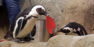 Δύο αφρικανικοί πιγκουίνοι