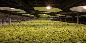 Καλλιέργεια του φυτού του καπνού για την ανάπτυξη πιθανού εμβολίου κατά του κορωνοϊού