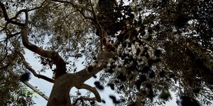 Το βακτήριο Xylella ανακαλύφθηκε για πρώτη φορά στην Απουλία της Ιταλίας το 2013