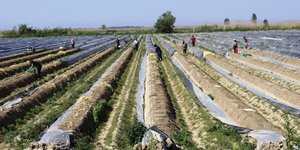 καλιεργεια