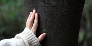 Χέρι κοριτσιού ακουμπά στον κορμό δέντρου