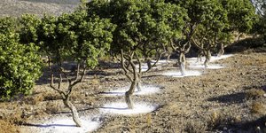 Μαστιχόδεντρα στη Χίο