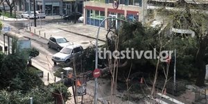 πεσμενο δεντρο