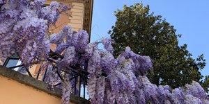 Ανάρτηση βρετανού δημοσιογράφου με γλυτσίνες, στη Ρώμη