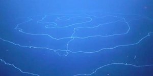 Το διαφανές ασπόνδυλο ζώο που μοιάζει με σκοινί