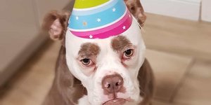 Το γλυκύτατο σκυλάκι μοιάζει να είναι συνεχώς θλιμμένο