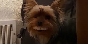 Ο σκύλος με το ψεύτικο χαμόγελό του προκάλεσε άφθονο γέλιο