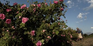 τριανταφυλλα