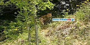 Εντυπωσιακό βίντεο: Η μάχη αλεπούς με μεγάλο φίδι -Ποιος βγήκε νικητής