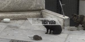 Αρουραίος κυνηγά γάτες στην Πλάκα