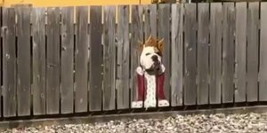 Το πρόσωπο ενός σκύλου μέσα από μια τρύπα ενός φράχτη