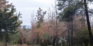Δέντρα σε δασική περιοχή στην Ελλάδα