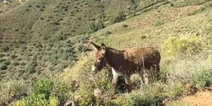 Η στιγμή που γάιδαρος κι αφεντικό δακρύζουν όταν ξανασυναντώνται μετά από δύο μήνες lockdown 