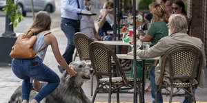 σκυλος στο καφε
