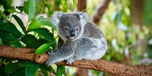 Κοάλα σε κλαδί δέντρου κάπου στην Αυστραλία