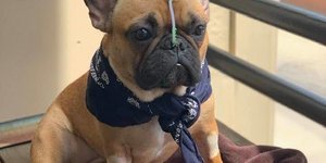 Σκύλος γαλλικό μπουλντόγκ με σωληνάκι 