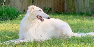 σκύλος κάθεται στο χορτάρι