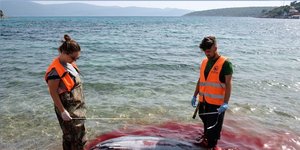 Μαζικές δολοφονίες θαλάσσιων θηλαστικών