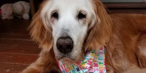 Η σκυλίτσα Augie μπροστά στην τούρτα γενεθλίων της