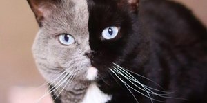  Το μισό πρόσωπο του γάτου Νάρνια είναι γκρι και το άλλο μαύρο 