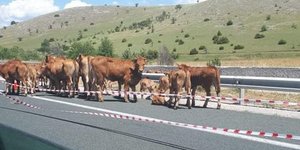 Αγελάδες βγήκαν στο οδόστρωμα, μετά το τροχαίο νταλίκας που της μετέφερε στην Κοζάνη