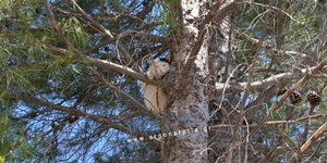Το γατάκι στο δέντρο στην Αργολίδα