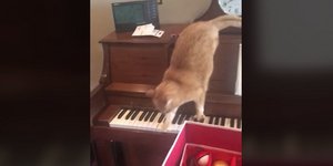 Γάτα πατά πλήκτρα πιάνου